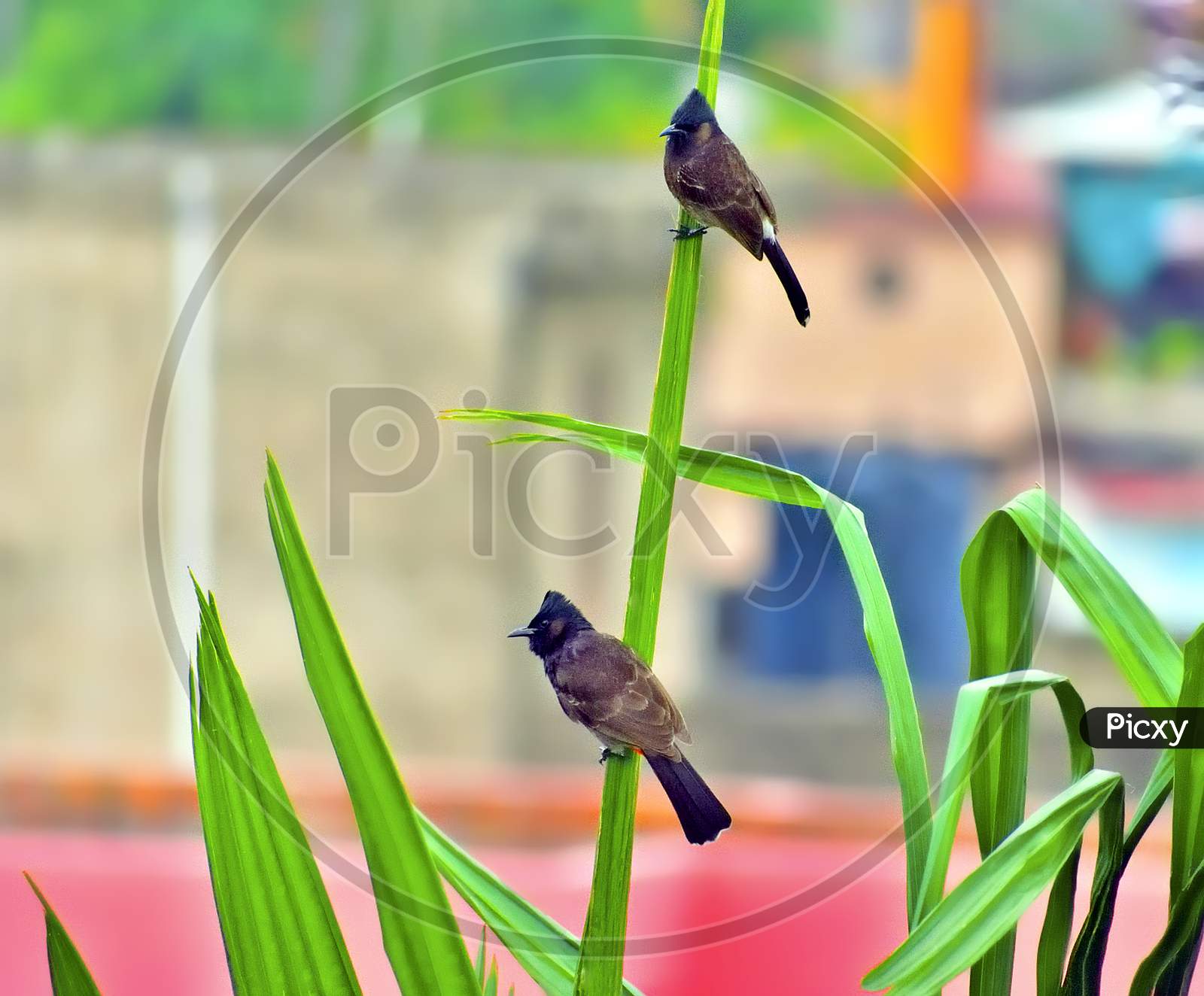 Pair of Red vented bulbul birds