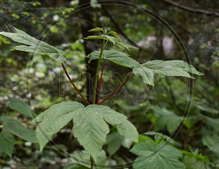 Young maple tree is growing in a forest in Liechtenstein 24.4.2020