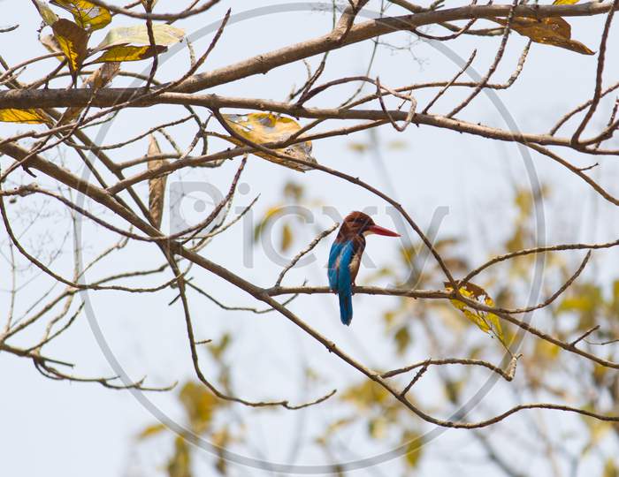 Kingfisher On Tree Branch