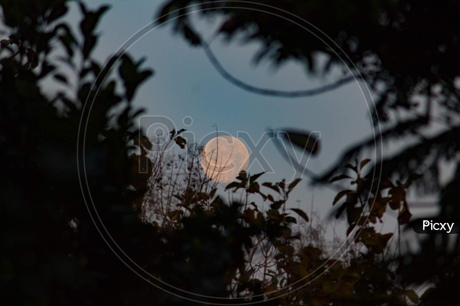 Moon Through Tree Branches