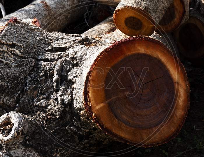 Selective Focus Shot Of Tree Logs