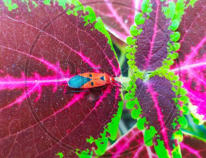 selective focus on Dysdercus cingulatus bug, commonly known as the red cotton stainer. Photographed on the Coleus leaf, the leaf also known as Plectranthus scutellarioides