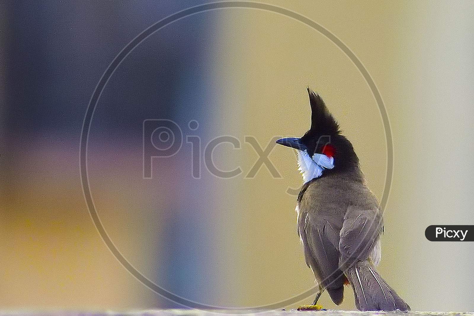 Potrait of Red whiskered bulbul