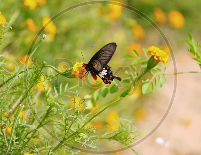 A Butterfly Sucking The Juice Of Flowers, Swallowtail
