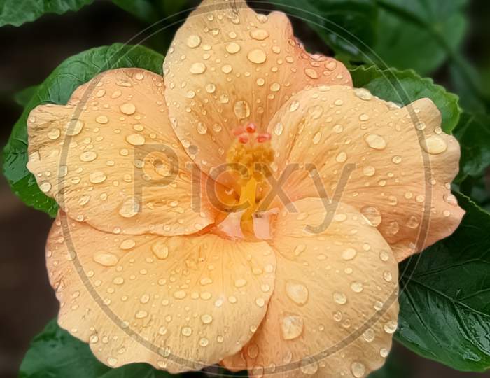 Different Type of Beautiful Hibiscus Flower on Water drops.