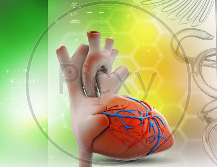 3D Render of a Human Heart