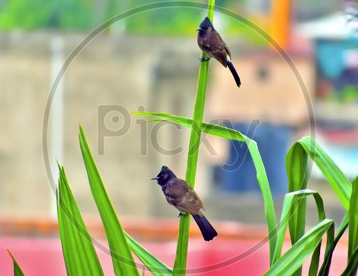 Pair of Red vented bulbul birds