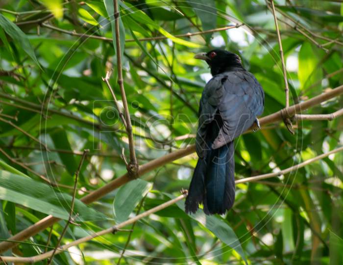 A Male Asian Cuckoo Bird (Eudynamys Scolopaceus) Resting On A Branch Of A Bamboo Tree