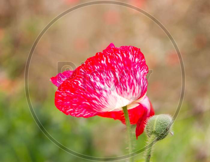 Detail Of Pink And White Red Poppy