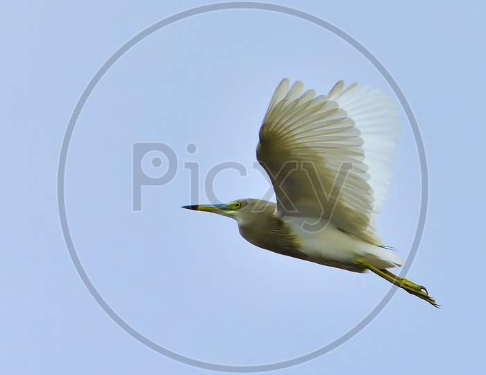 Flying Pond herons