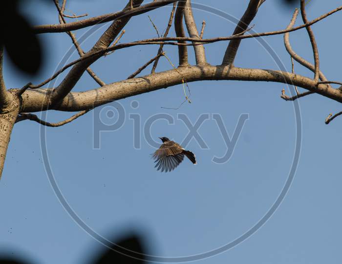 Red Vented Bulbul Flying Around Tree For Making Nest