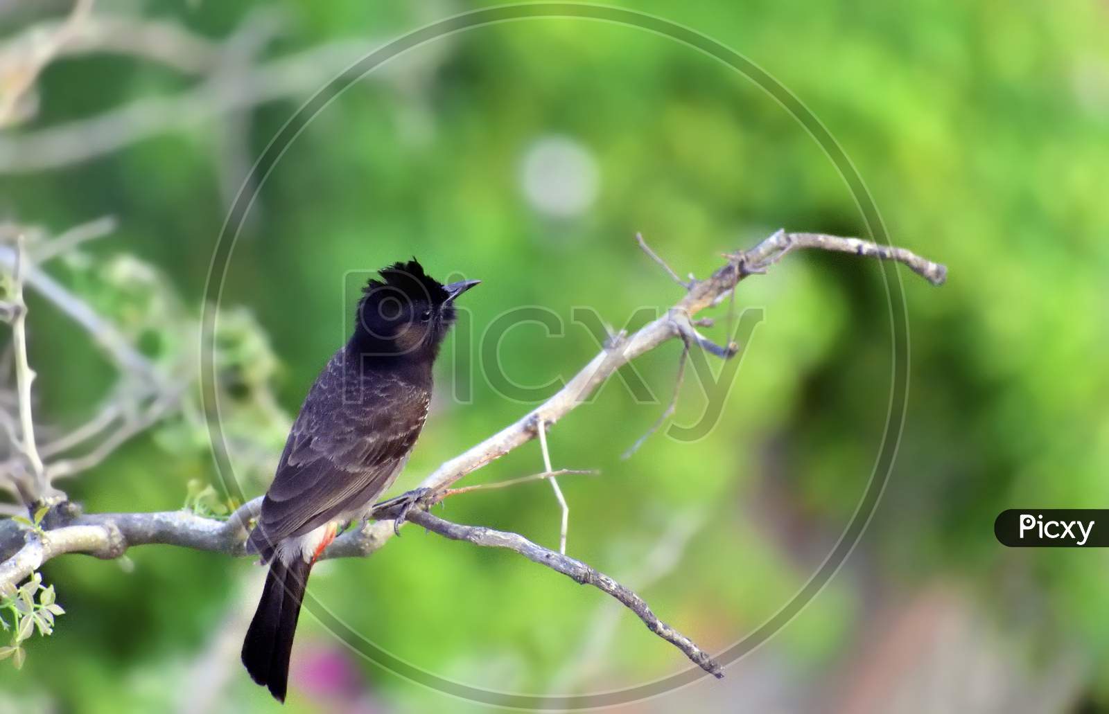 Potrait Of Red Vented Bulbul