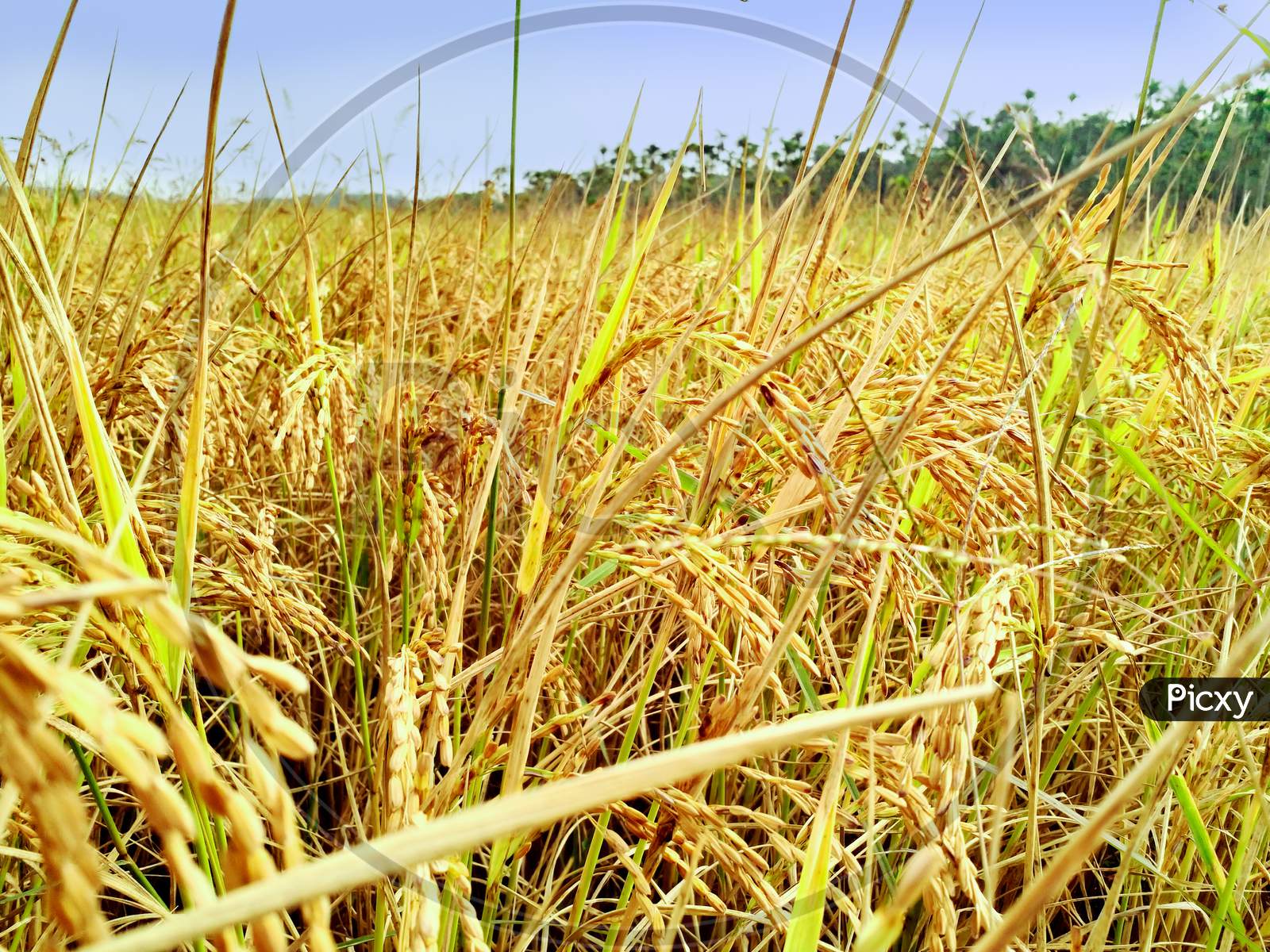 Natural Rice Field