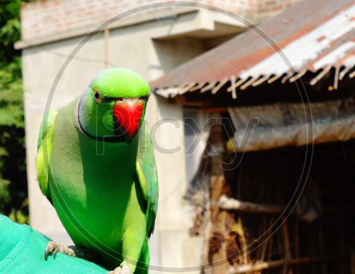 Parakeet parrot bird closeup Photography