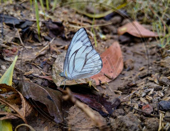 White Butterfly On Fallen Dead Leaf