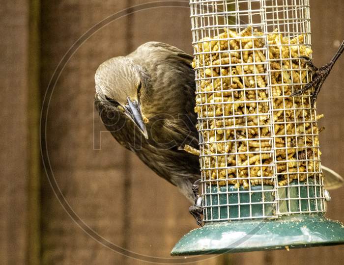 Starling Bird Feeder Meal