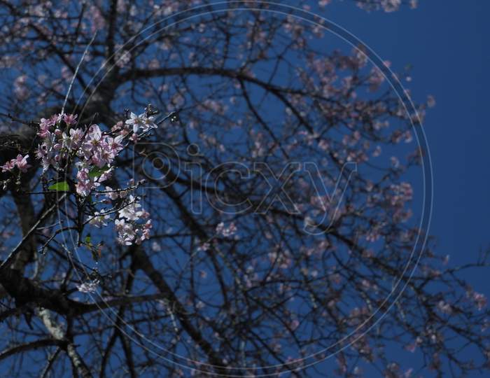 III. Cherry Blossom Tree