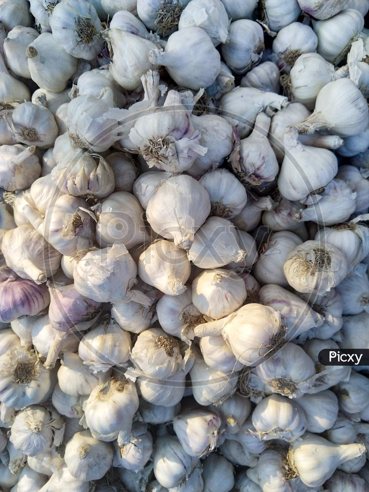Garlic For Sale In Market