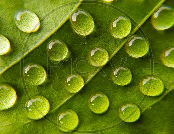 Water drops on bright green  background