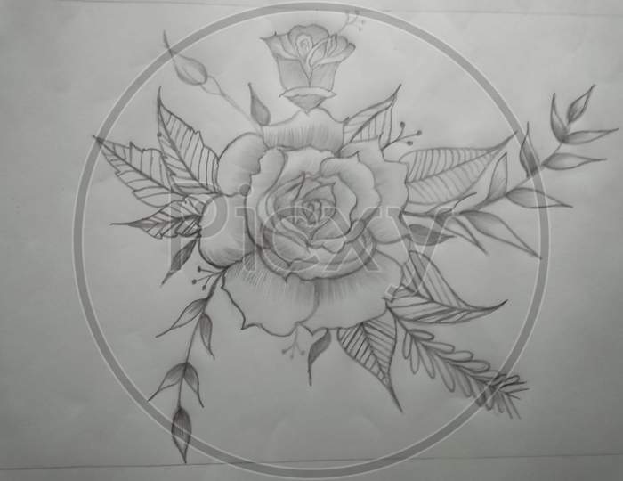 Sketch of rose