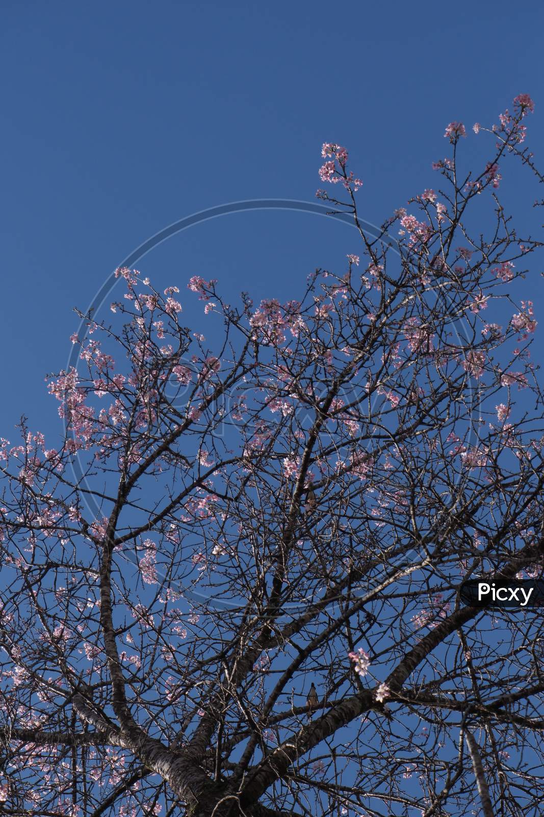 V. Cherry Blossom Tree