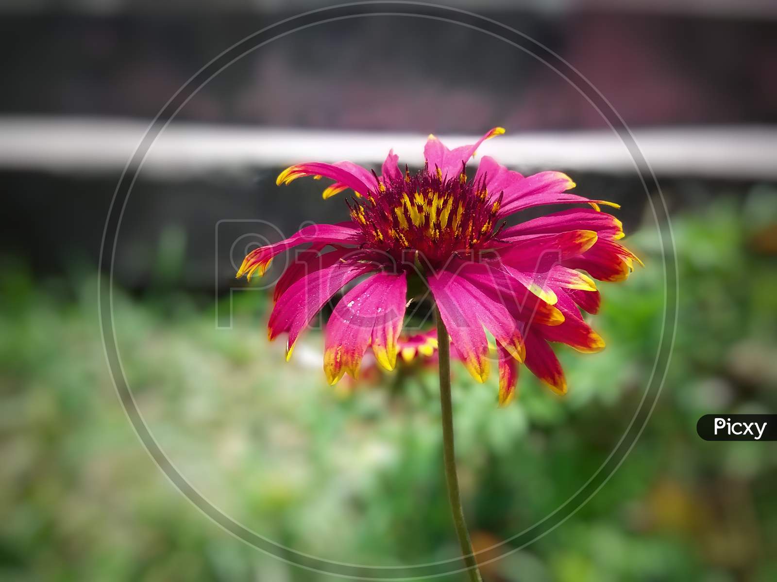 Closeup Beautiful View of Common zinnia Flower with blurred background