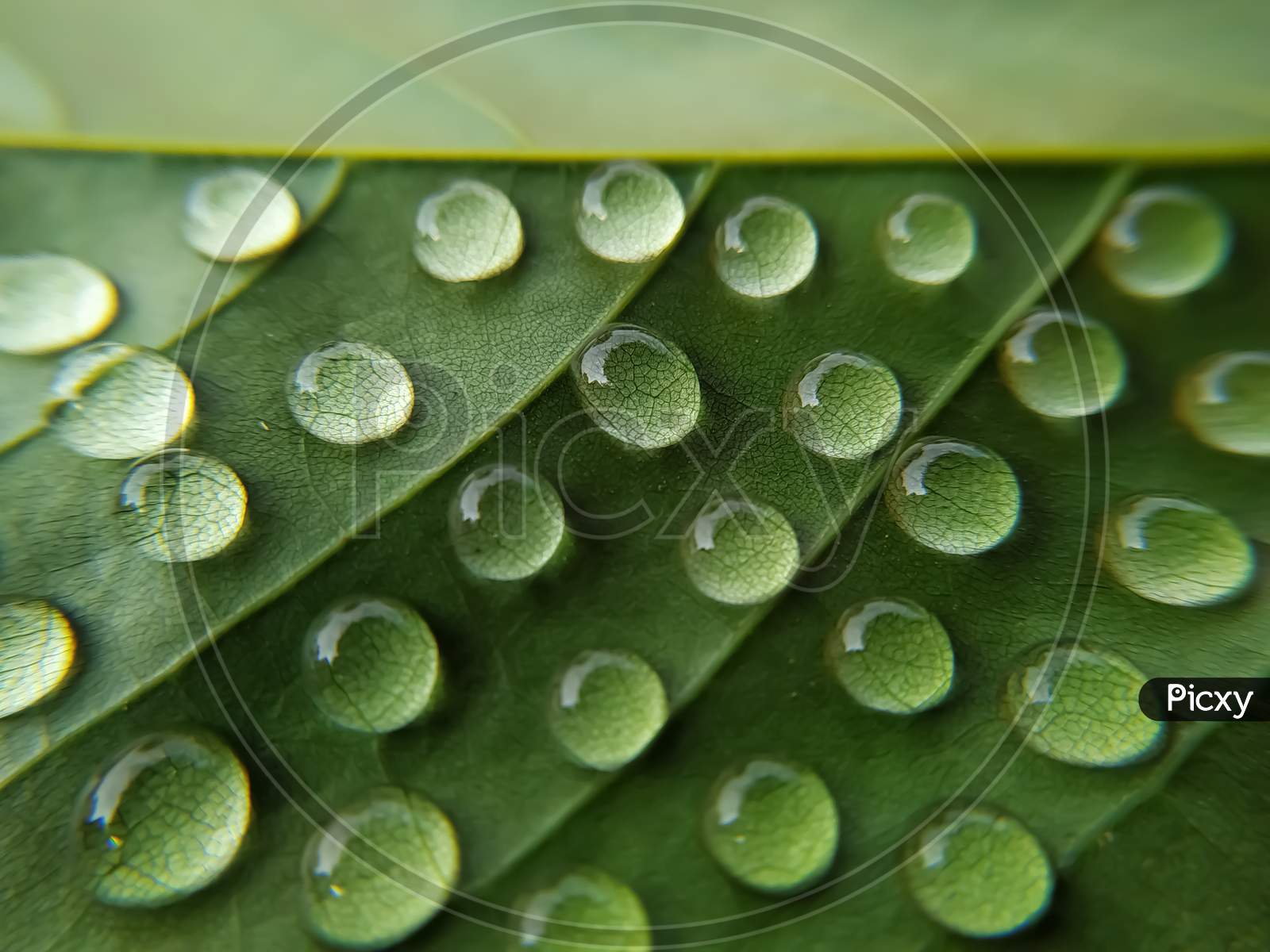 A background of water drops on a green leaf