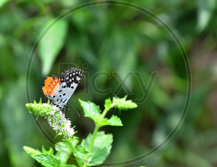Beautiful Butterfly In the Green Leaf
