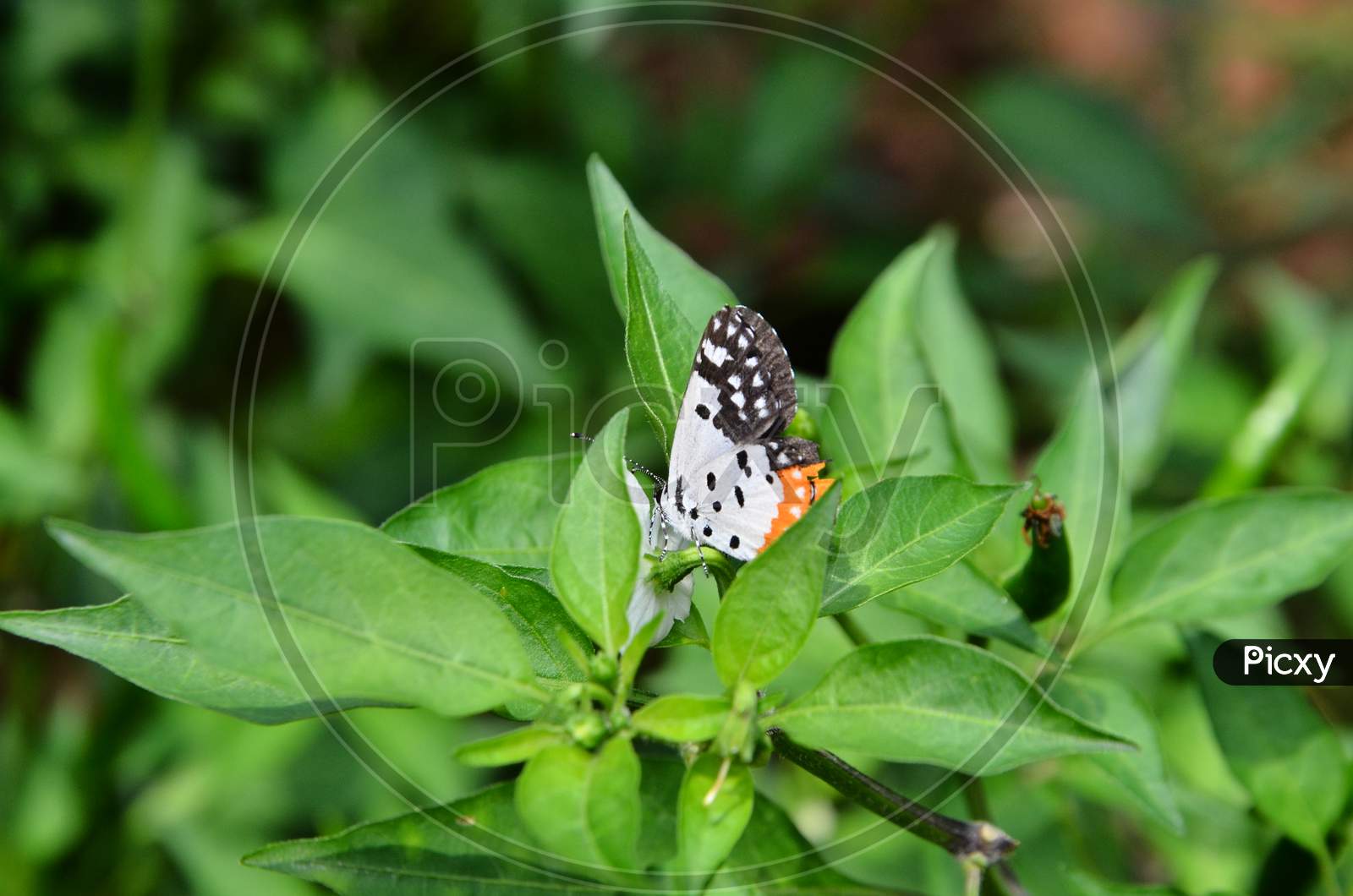 Beautiful Butterfly In the Green Leaf