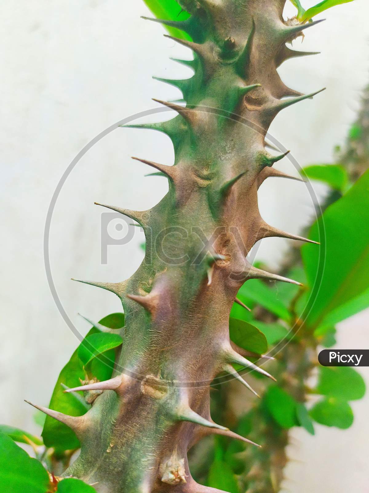 the closeup of crown of thorns branch (Euphorbia milii), Christ plant, or Christ thorn, called Corona de Cristo in Latin America. selective focus