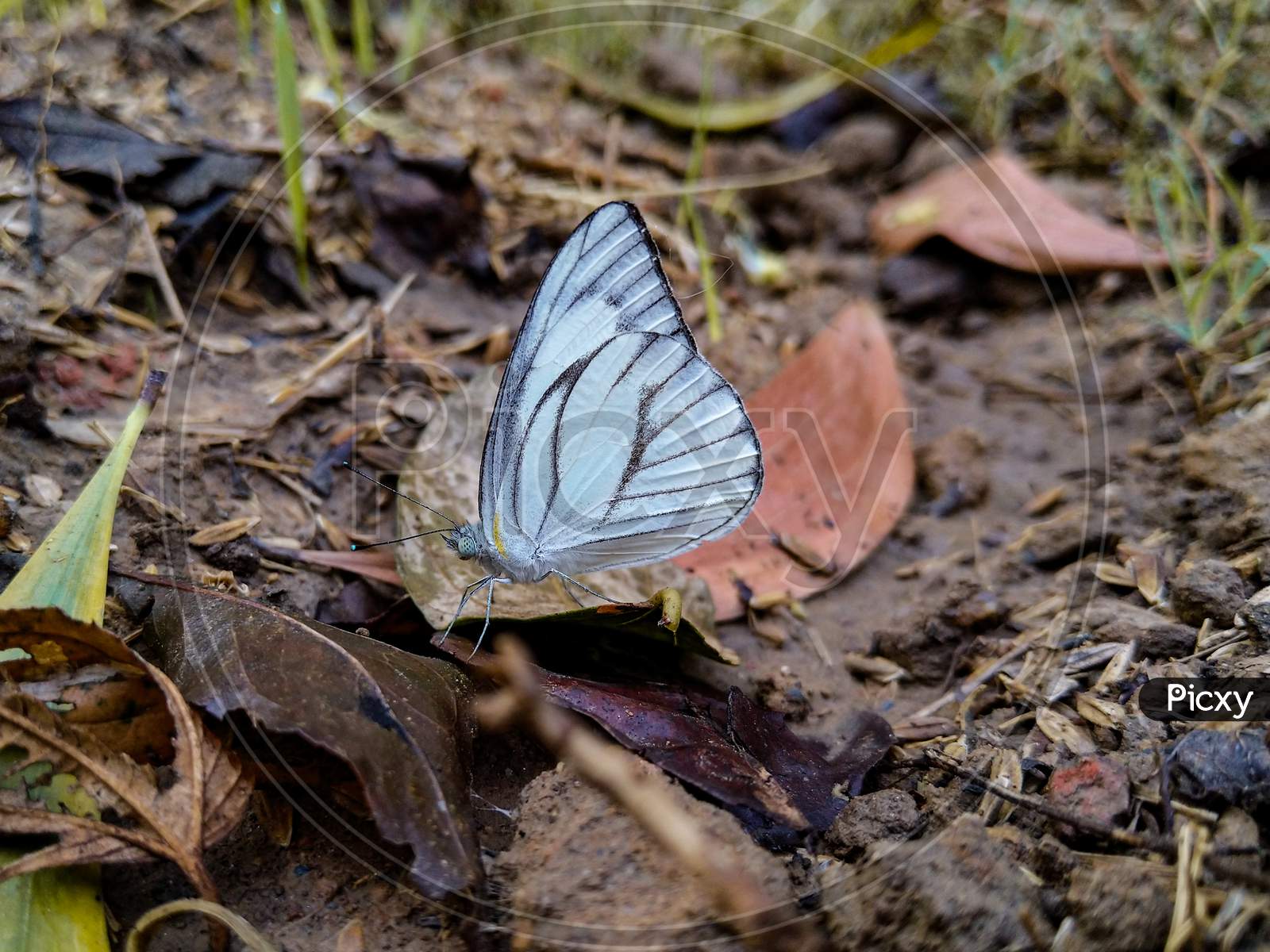 White Butterfly On Fallen Dead Leaf