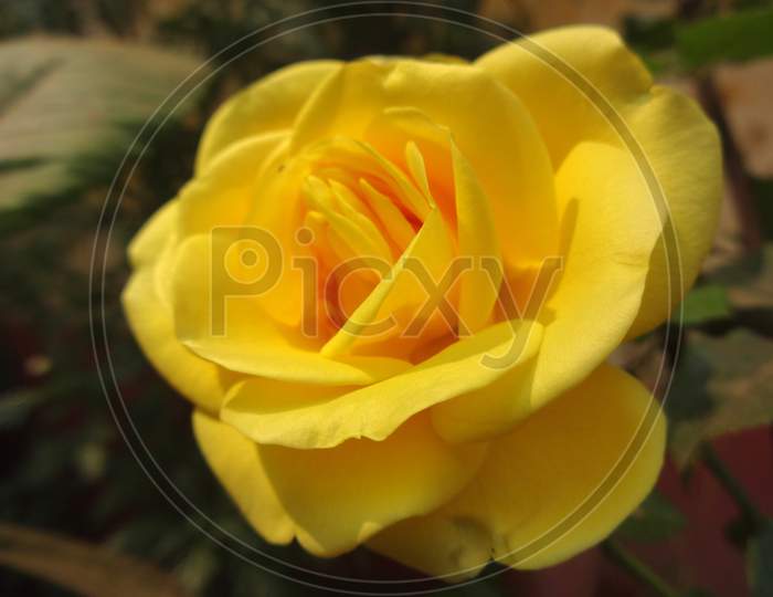 Yellow petal rose flower Closeup Photography