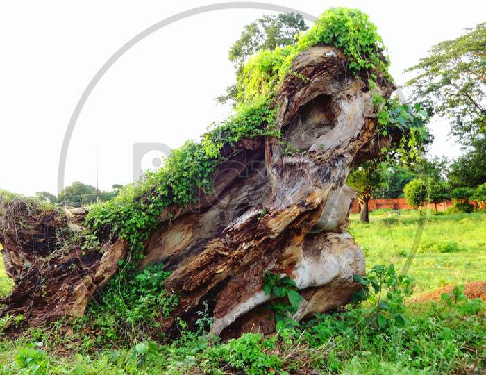 Beautiful natural wood trunk with green plant closeup photography