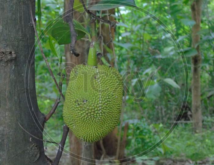 jackfruit tree with jackfruit