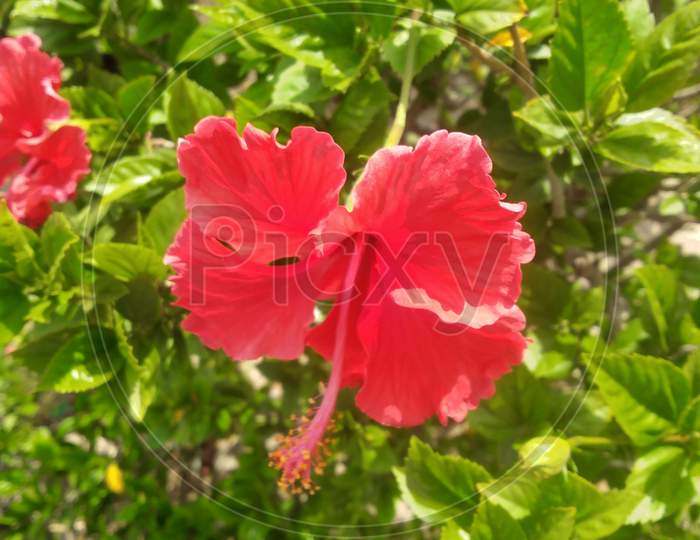 Red flower and natural