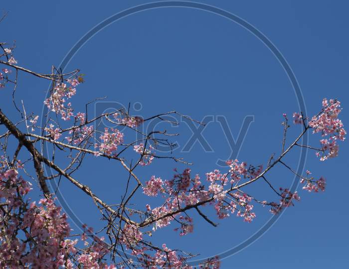 VI. Cherry Blossom Tree