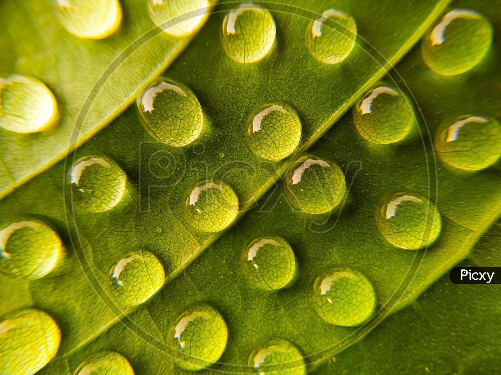 Drop of dew in morning on leaf with sun light