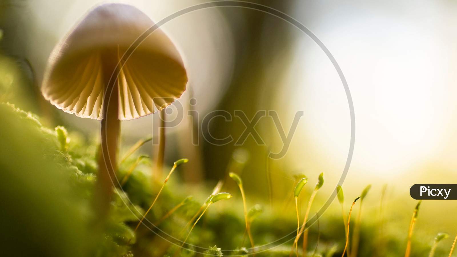 Mushroom in close-up