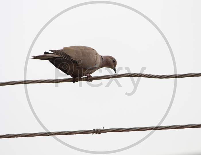 a dove sitting on a cable wire