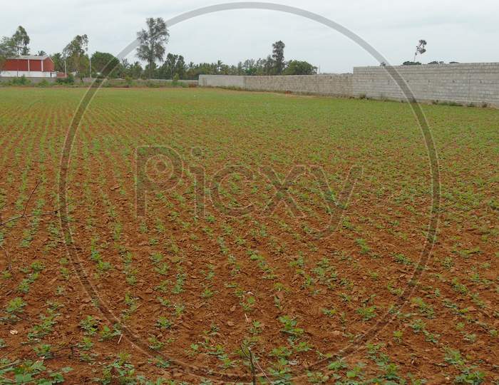 agriculture field in village