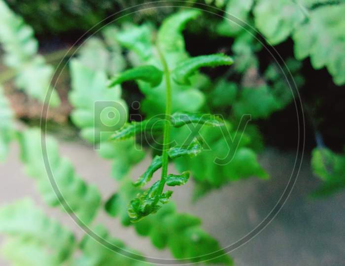 Green fran plant closeup photography
