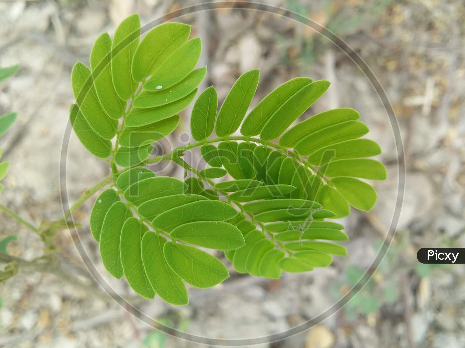 Close up photo of young tamarind leaf