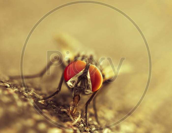 Macro shot of housefly.