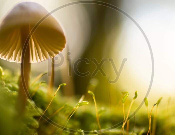 Mushroom in close-up