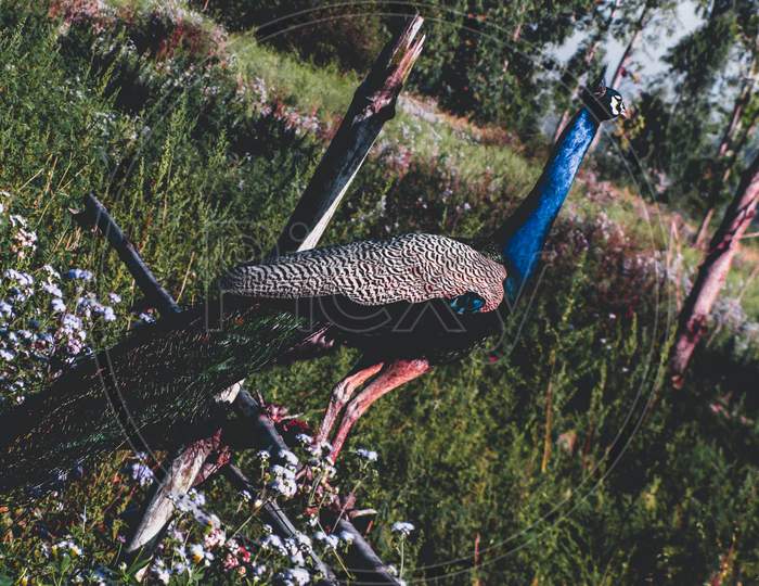 beautiful pictures of peacock