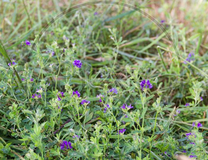 Violet Flowers Of Alfalfa Plantation In The Field