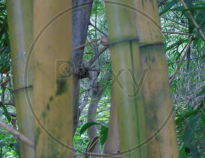 Bamboo tree in village
