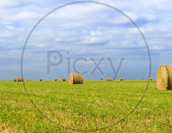 Bales Of Alfalfa In The Field In Summer