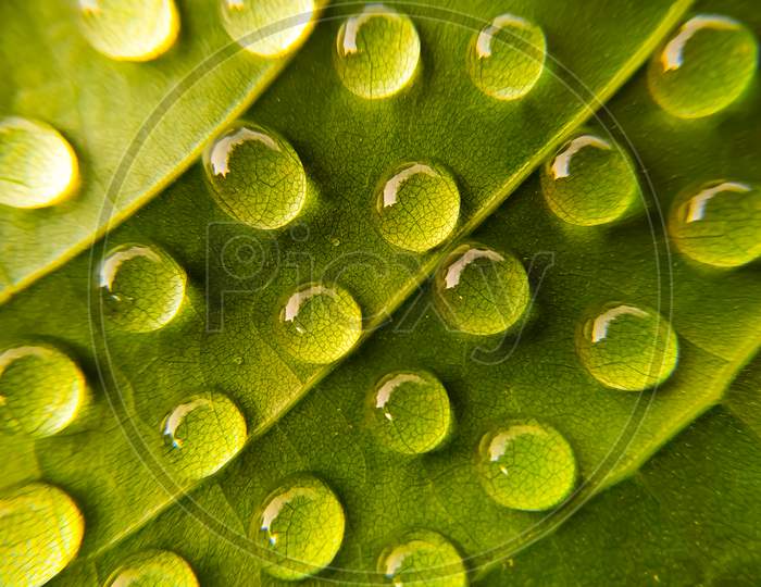 Drop of dew in morning on leaf with sun light