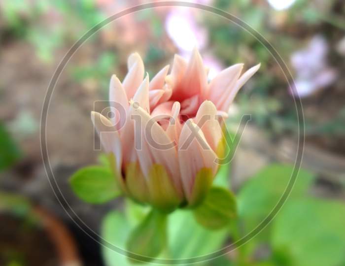 Beautiful closeup pink Dahlia flower photography